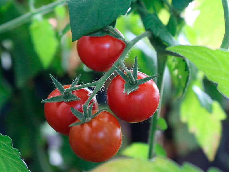 Что посадить рядом с томатами в теплице?