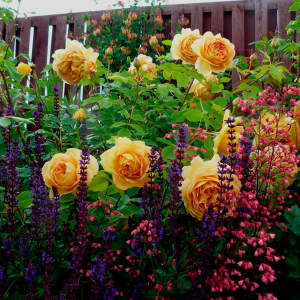 Хорошие соседи – что посадить рядом с розами