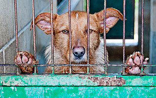 Штрафы за жестокое обращение с животными