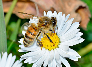 Предотвратить гибель пчел