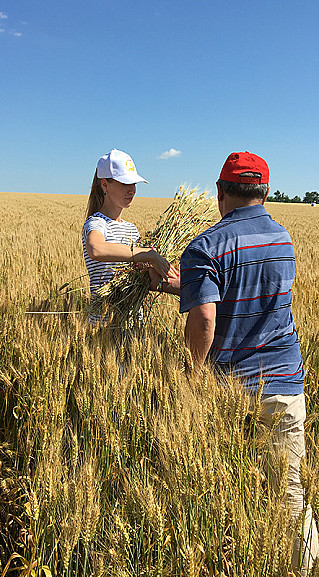 В Ростовской области началась апробация семенных посевов