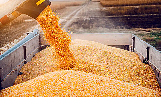 Зерно нового урожая проведут через ФГИС «Зерно»