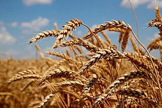 Донское зерно проходит через новую систему контроля