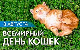 8 августа - Всемирный день кошек