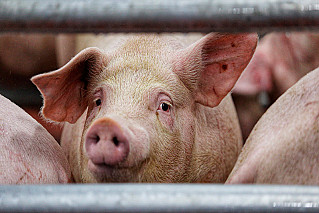 В Ростовской области обнаружена африканская чума свиней