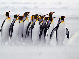 Императорским пингвинам грозит вымирание