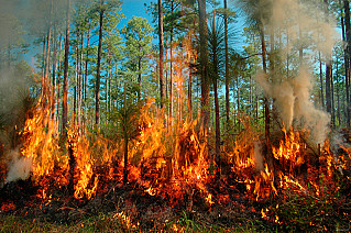 В сентябре высоки риски лесных пожаров в 24 регионах России