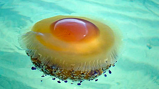  «Золотое яйцо» нашли океанологи на дне Тихого океана