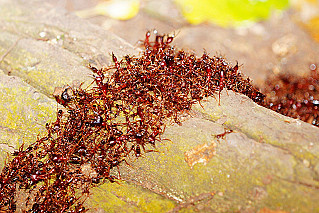  Красные муравьи надвигаются на Европу
