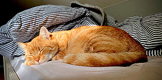 Кошки спят две трети своей жизни