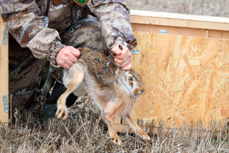 В Ростовской области открылся сезон охоты на зайца
