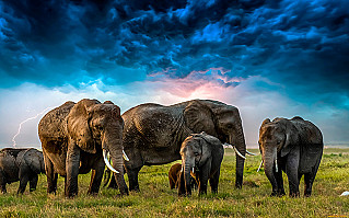   Слоны обращаются друг к другу по имени