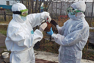 В Ростовской области выявлен птичий грипп