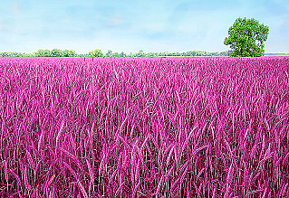  Российские ученые вывели новый сорт пшеницы с фиолетовым зерном