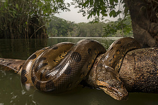 В тропических лесах Амазонки обнаружены гигантские змеи  