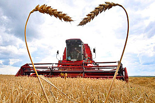 Новый сорт пшеницы может давать до 120 центнеров с гектара