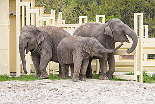  Ростовский зоопарк признан одним из лучших в стране 