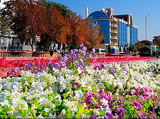 В Ростове к началу лета планируют высадить миллион цветов